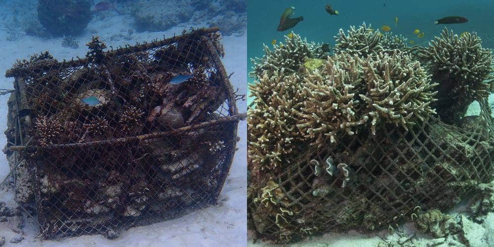 Comparación de un arrecife artificial en dos etapas de crecimiento: a la izquierda, una estructura de red con trampas para peces recicladas en el fondo marino; a la derecha, la misma estructura tras haber sido colonizada por corales, con crecimiento coralino denso y peces nadando alrededor.