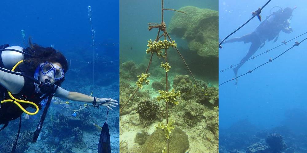 • Tres fotos de guarderías de corales bajo el agua. A la izquierda, una buceadora supervisa la estructura de cabos y boyas que conforma la guardería de corales. En el centro, una guardería vertical con fragmentos de coral adheridos en distintos niveles, mostrando el proceso de restauración coralina. A la derecha, un buceador inspecciona los corales en crecimiento sobre la guardería suspendida en el fondo marino.